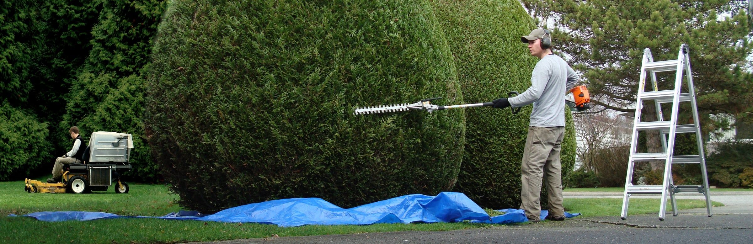 Gärtner schneidet eine große Hecke mit der Heckenschere
